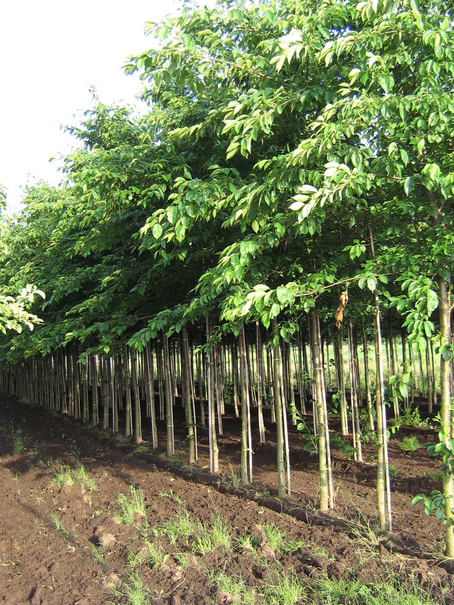 Prunus serrulata 'Shirotae' op stam op stam