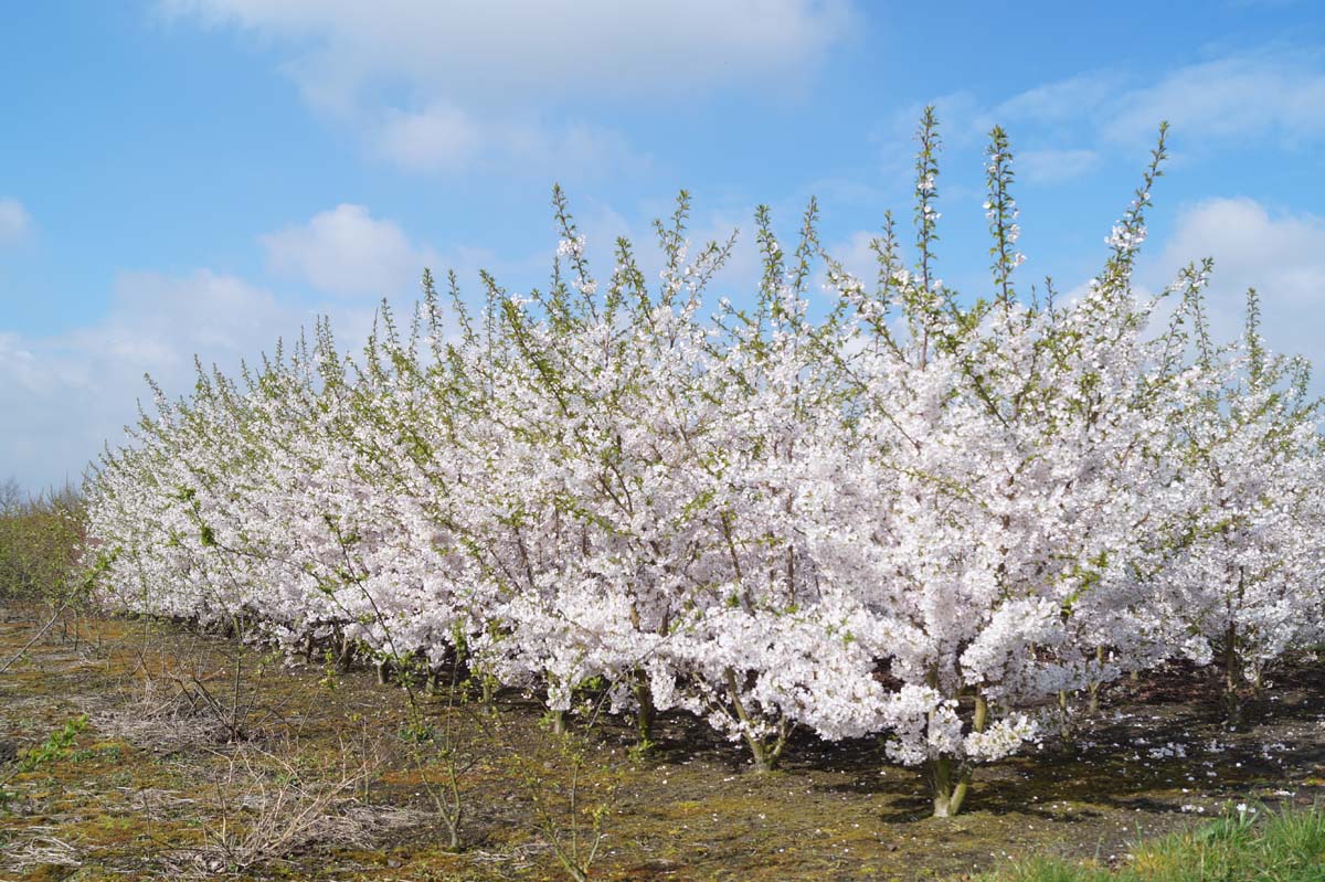 Prunus serrulata 'Shirotae' meerstammig / struik meerstammig