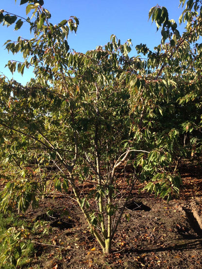 Prunus serrulata 'Shirotae' meerstammig / struik meerstammig