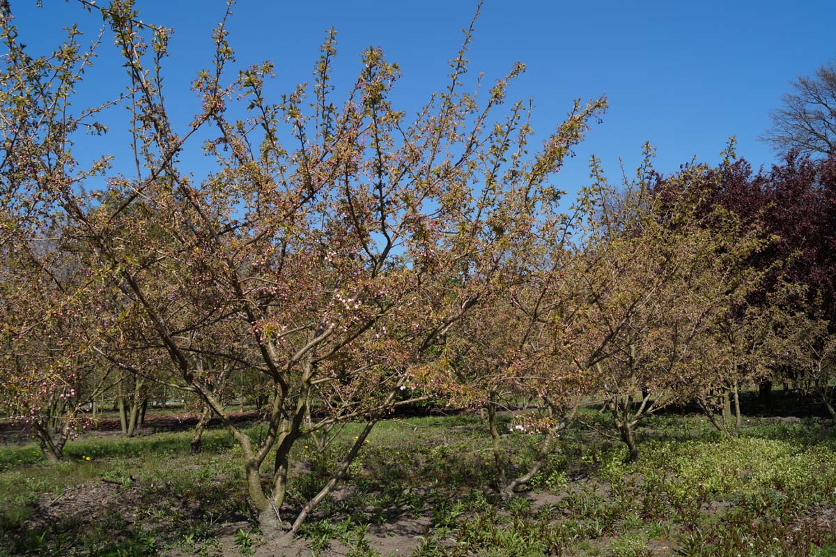 Prunus serrulata 'Shirotae' meerstammig / struik meerstammig