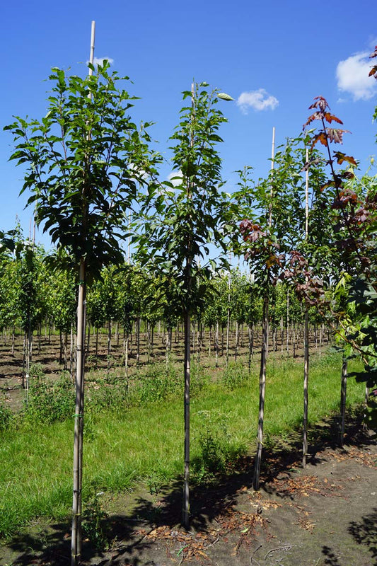 Prunus serrulata 'Sunset Boulevard' op stam op stam