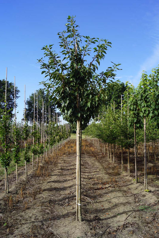 Prunus serrulata 'Taihaku' op stam op stam