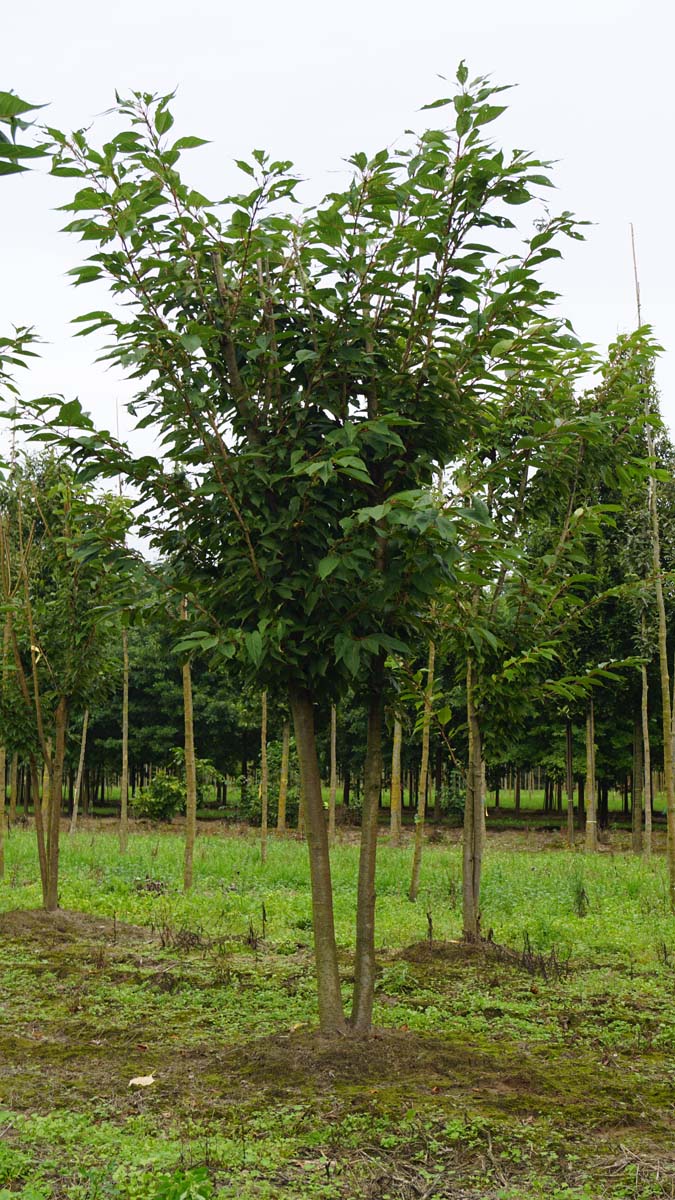 Prunus serrulata 'Ukon' meerstammig / struik meerstammig