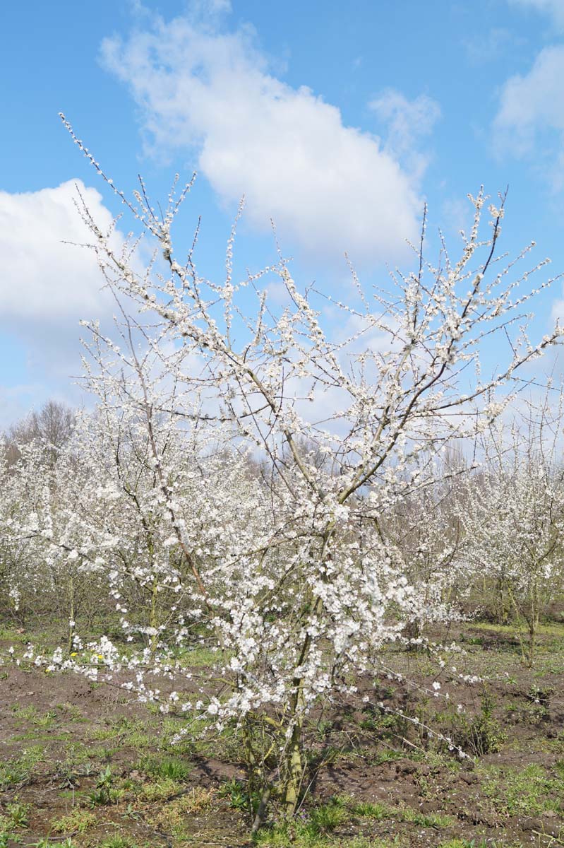 Prunus spinosa meerstammig / struik meerstammig