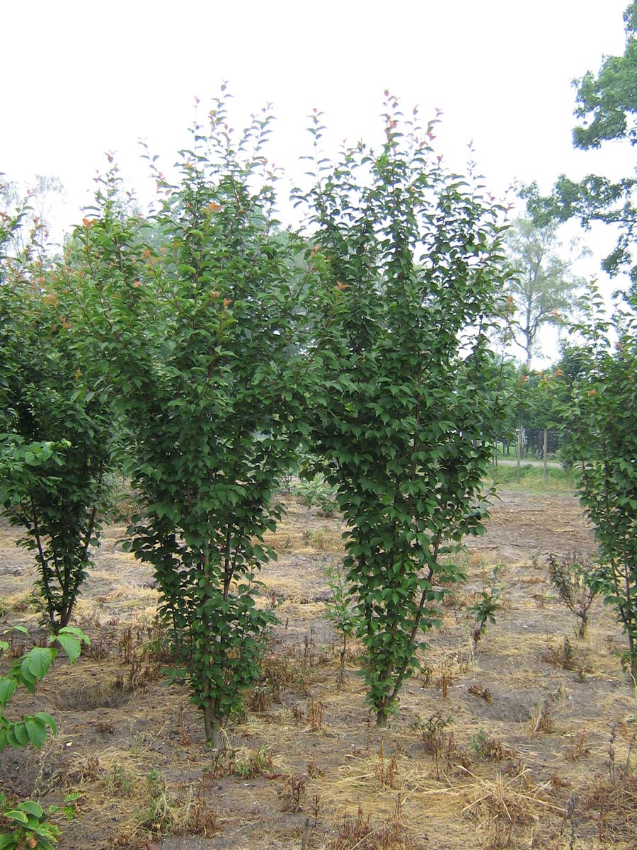 Prunus 'Spire' meerstammig / struik meerstammig