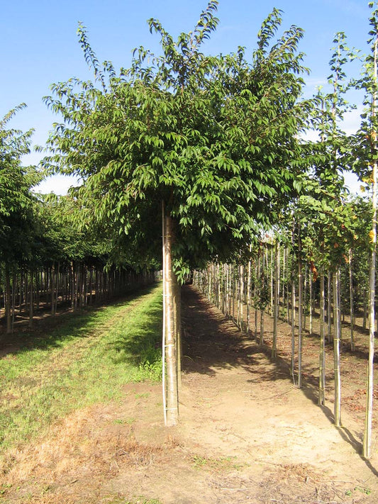 Prunus subhirtella 'Autumnalis' op stam op stam