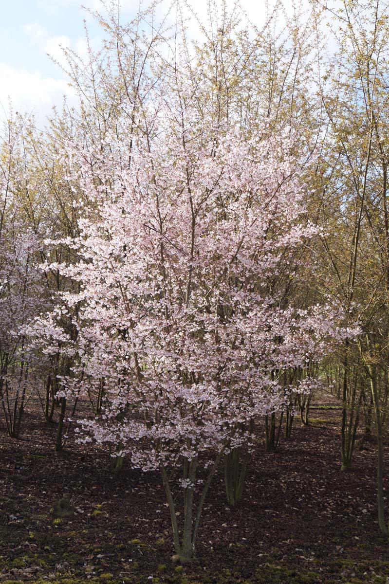 Prunus subhirtella 'Autumnalis' meerstammig / struik meerstammig