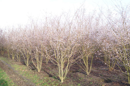 Prunus subhirtella 'Autumnalis Rosea' meerstammig / struik meerstammig