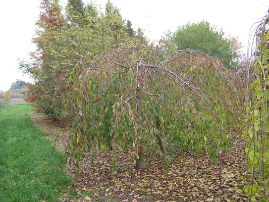 Prunus subhirtella 'Pendula Plena Rosea' op stam op stam