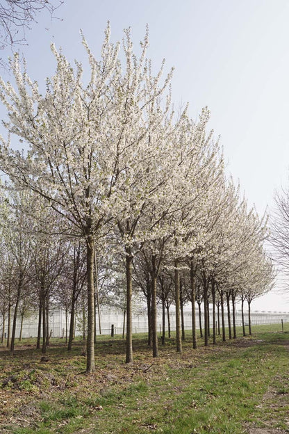 Prunus 'Umineko' op stam op stam