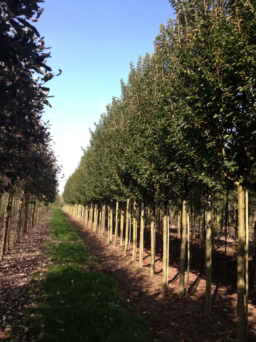 Prunus 'Umineko' op stam op stam