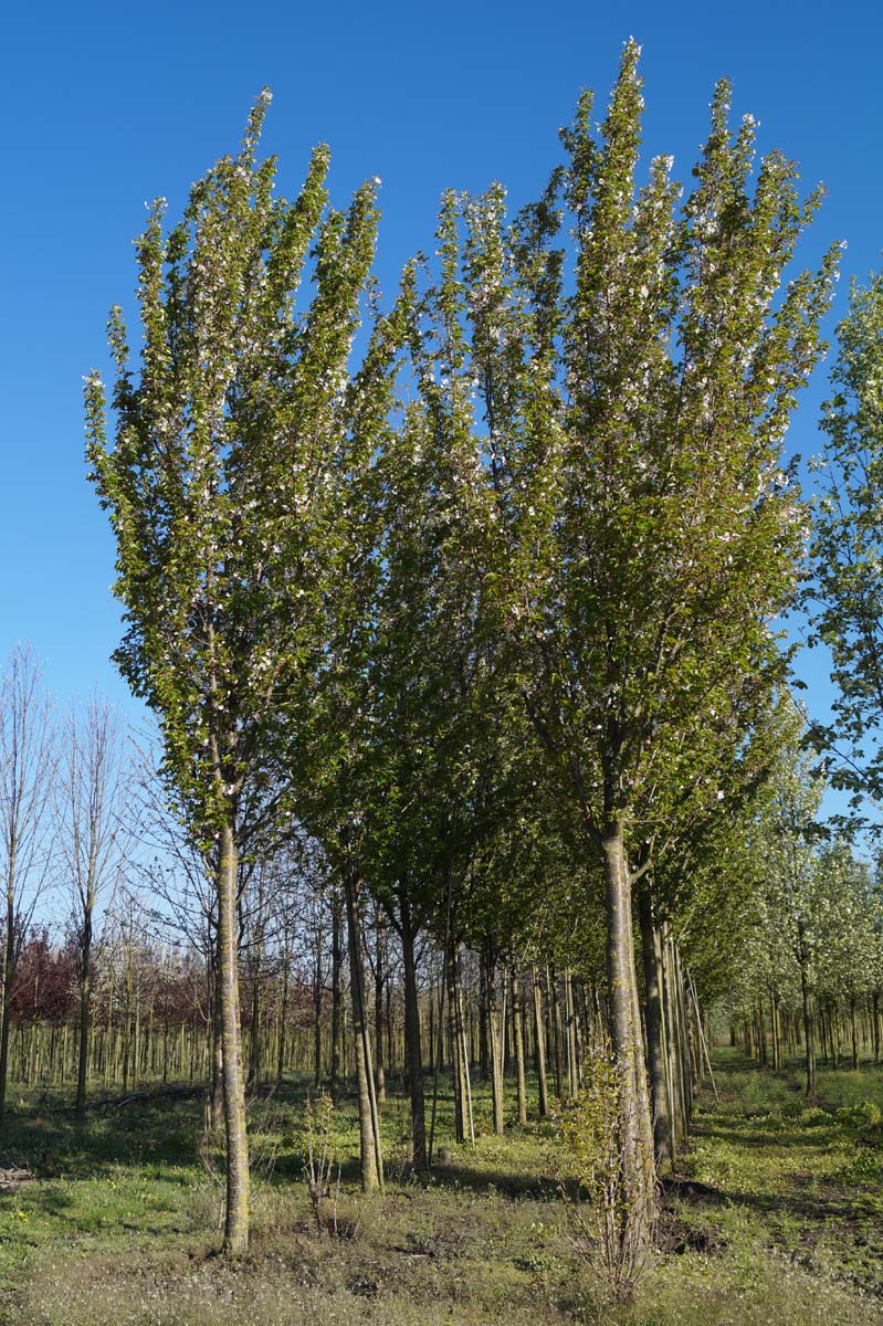 Prunus 'Umineko' op stam op stam