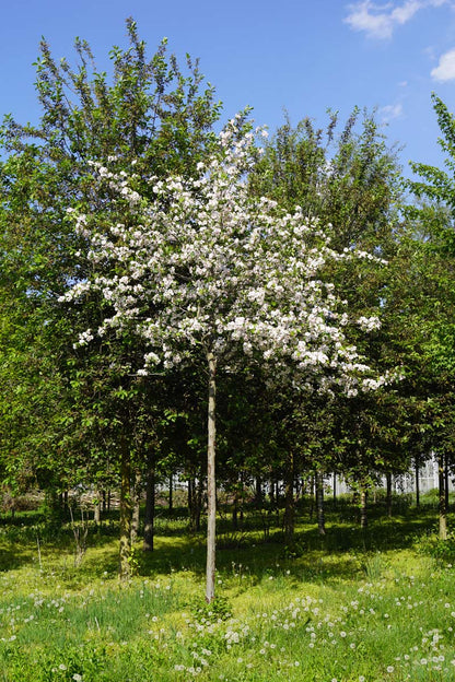 Prunus 'Umineko' op stam op stam