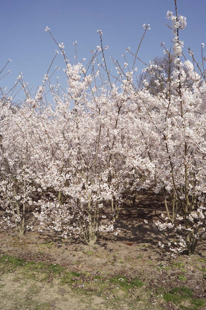 Prunus yedoensis op stam op stam