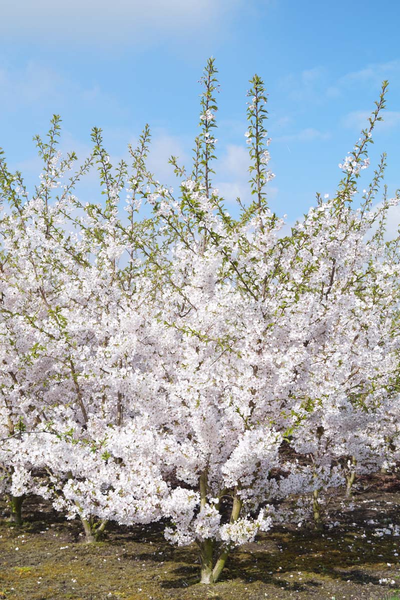 Prunus yedoensis meerstammig / struik meerstammig