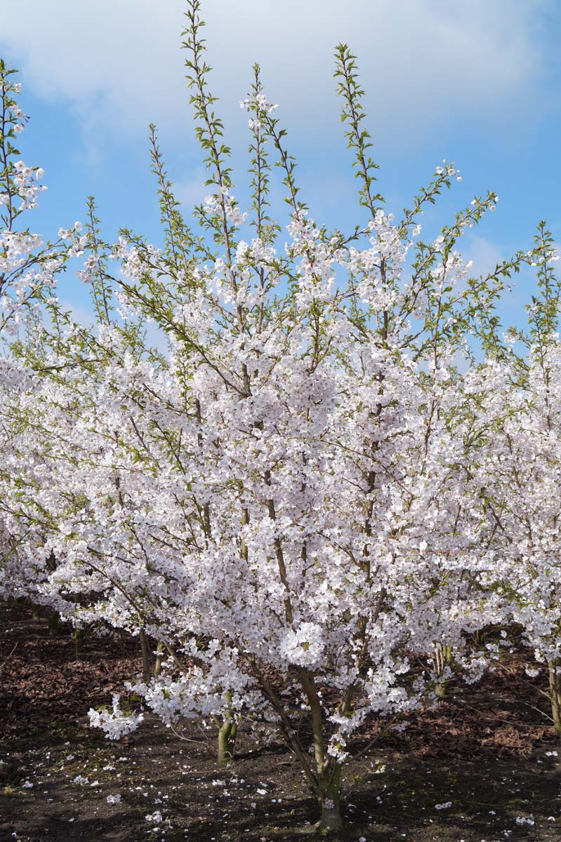 Prunus yedoensis meerstammig / struik meerstammig