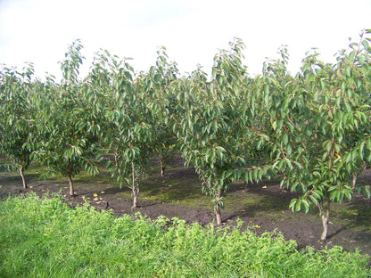 Prunus yedoensis meerstammig / struik meerstammig