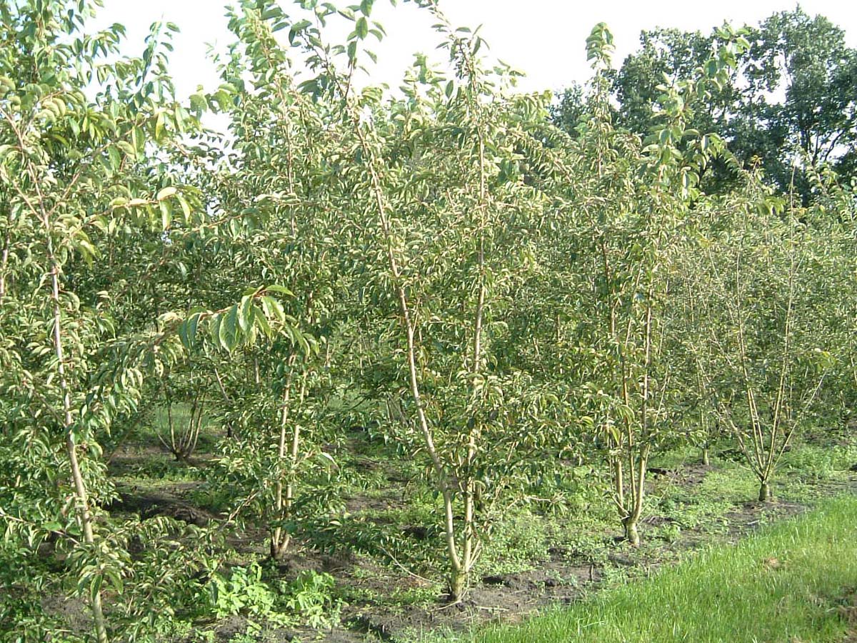 Prunus yedoensis meerstammig / struik meerstammig