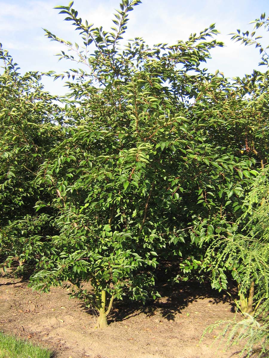 Prunus yedoensis meerstammig / struik meerstammig