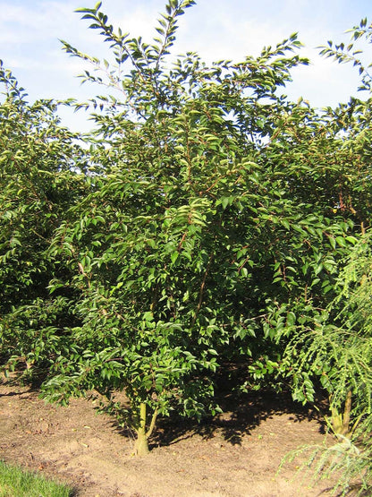 Prunus yedoensis meerstammig / struik meerstammig