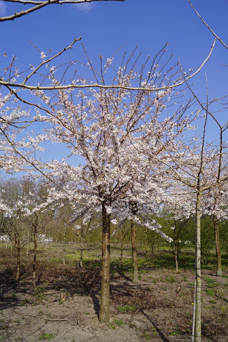 Prunus yedoensis op stam op stam