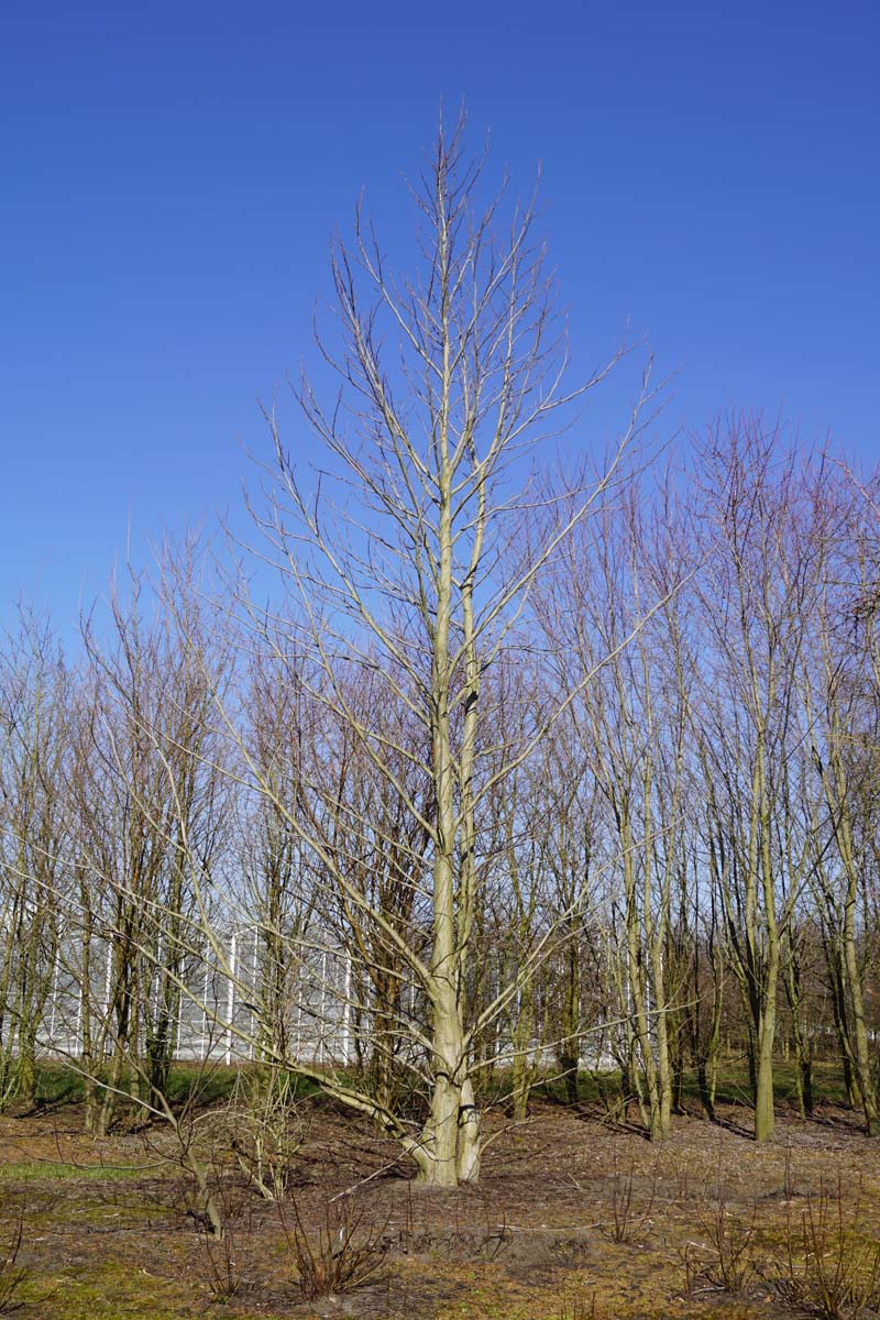 Pterocarya fraxinifolia op stam op stam