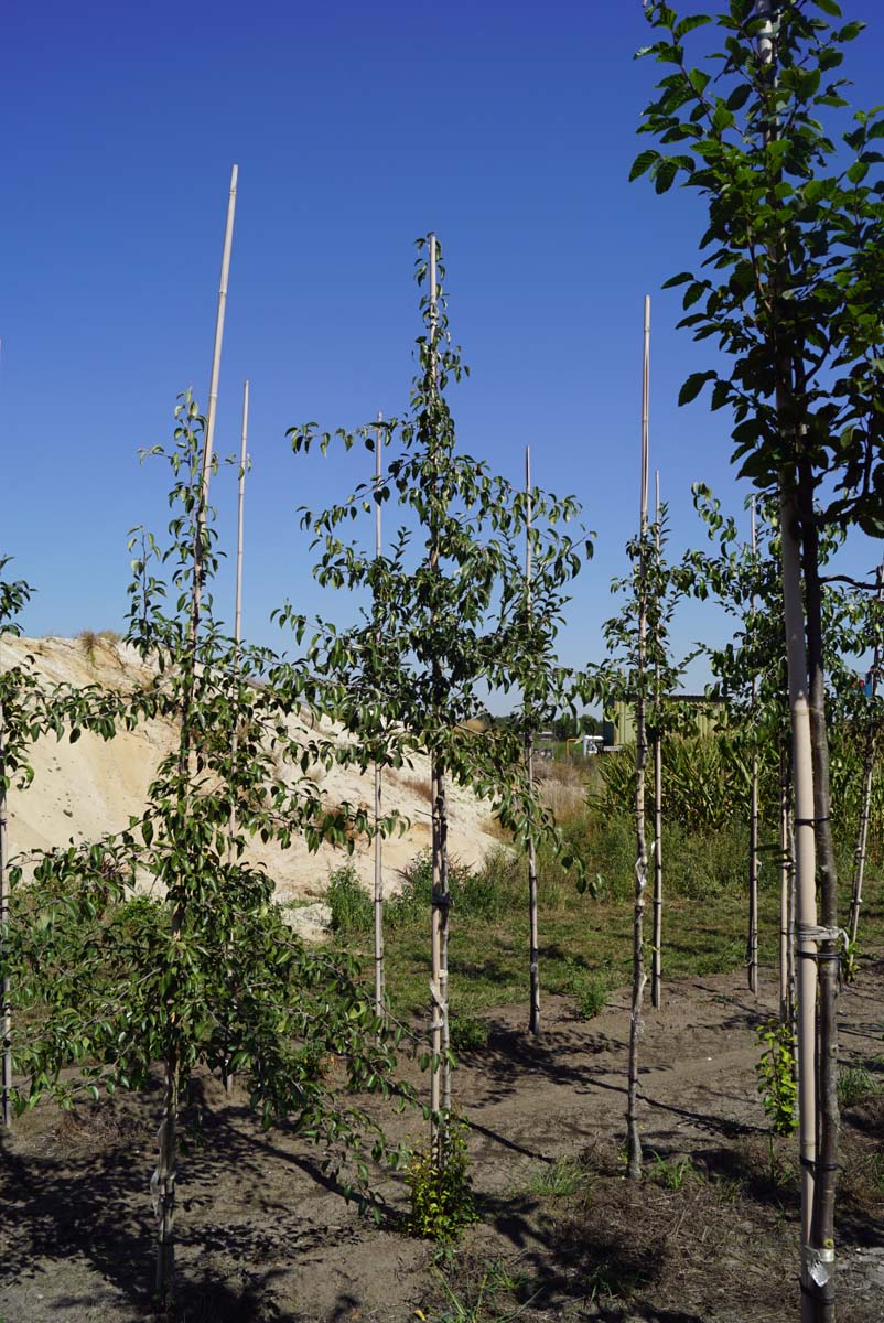 Pyrus betulifolia op stam