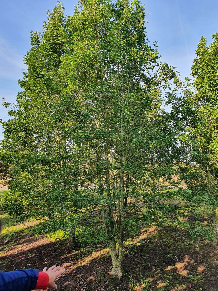 Pyrus calleryana 'Chanticleer' meerstammig / struik meerstammigg