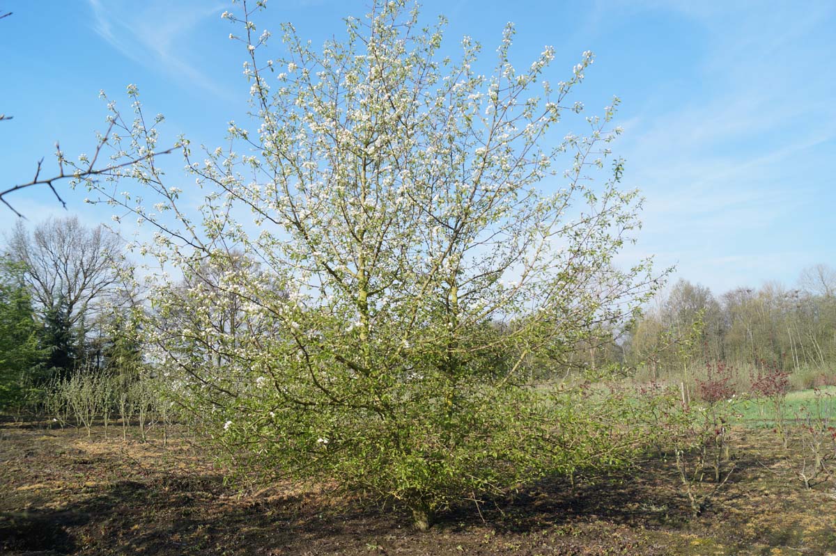 Pyrus communis meerstammig / struik meerstammig