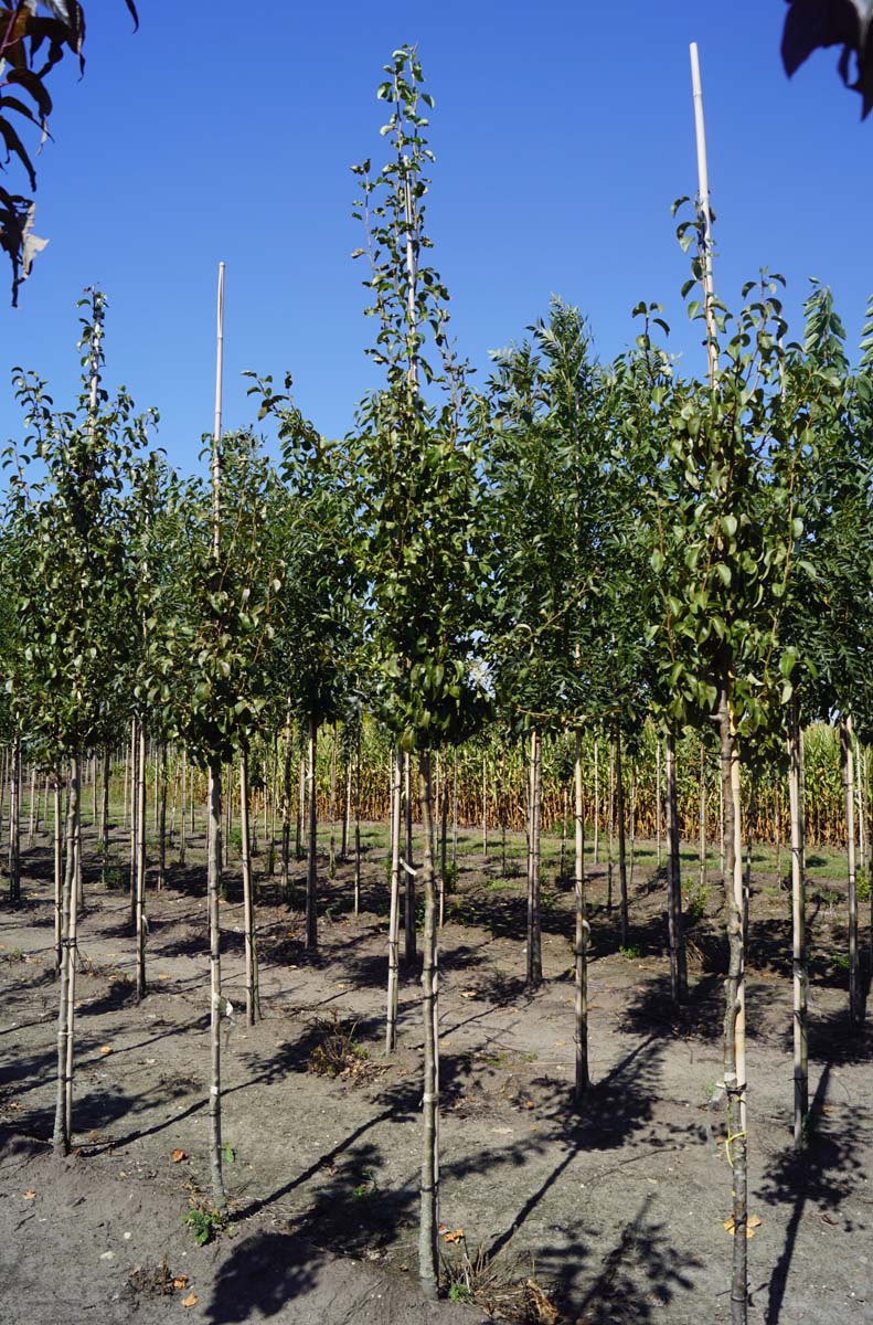 Pyrus communis 'Doyenné du Comice' op stam