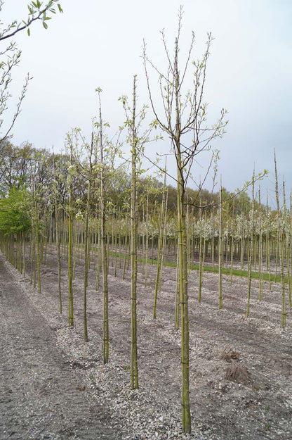 Pyrus communis 'Jut' op stam