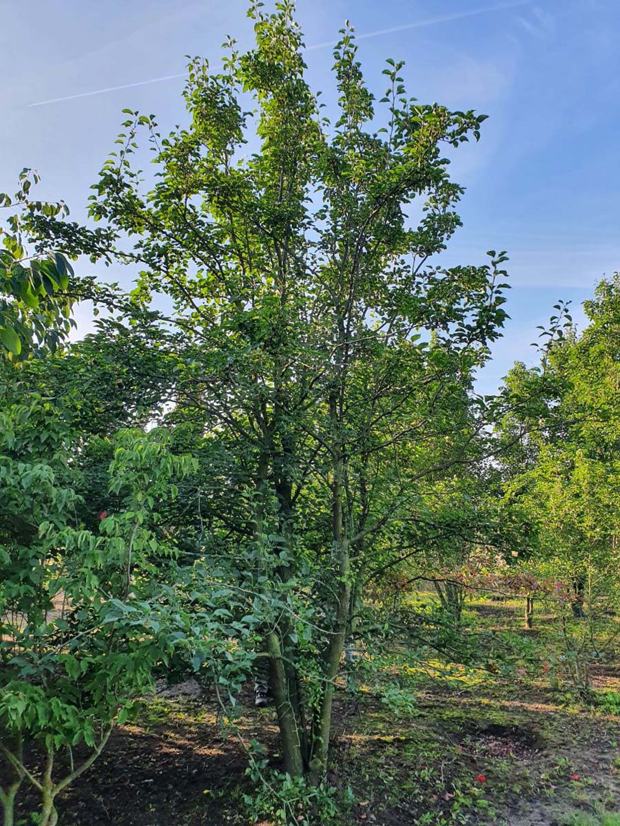 Pyrus pyrifolia meerstammig / struik meerstammig