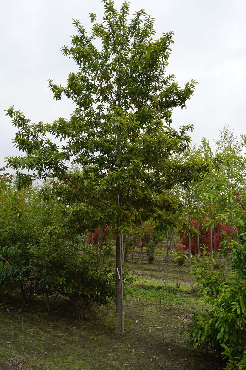 Quercus acutissima op stam op stam