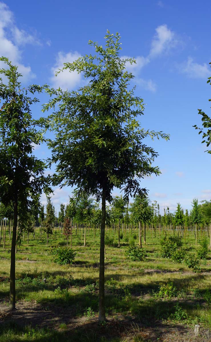 Quercus cerris op stam op stam