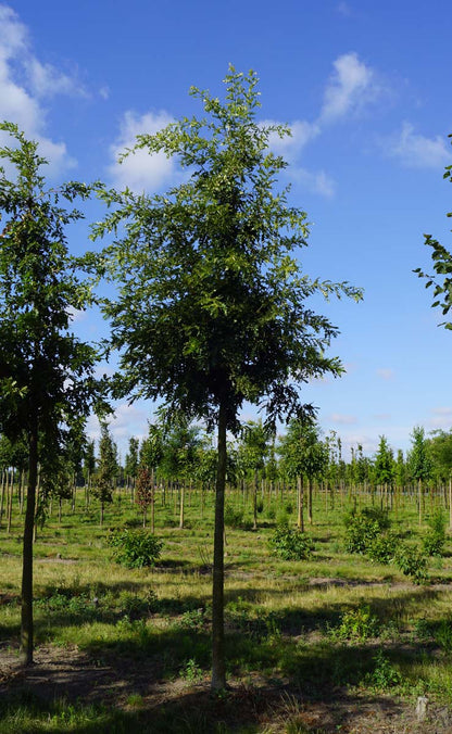 Quercus cerris op stam op stam