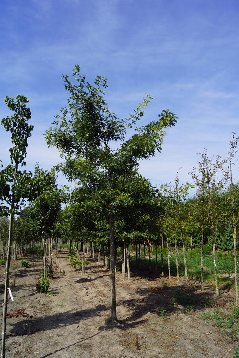 Quercus coccinea op stam op stam