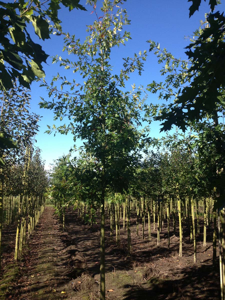 Quercus coccinea op stam op stam