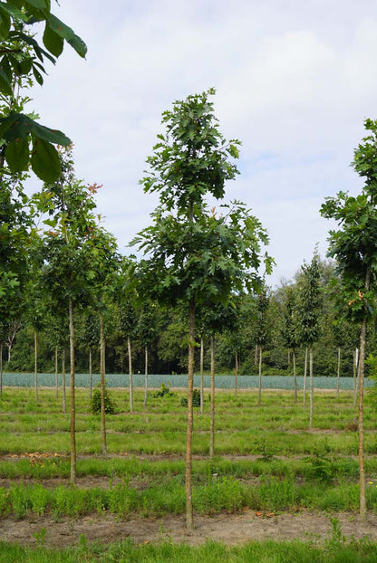 Quercus coccinea op stam op stam