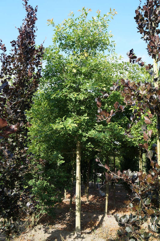 Quercus coccinea 'Splendens' op stam op stam