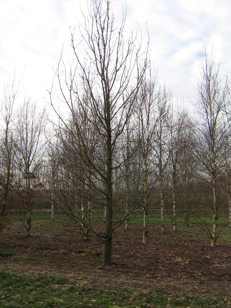 Quercus frainetto solitair solitair