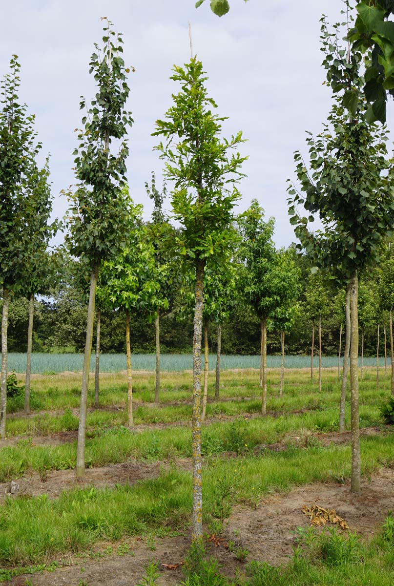 Quercus lyrata op stam