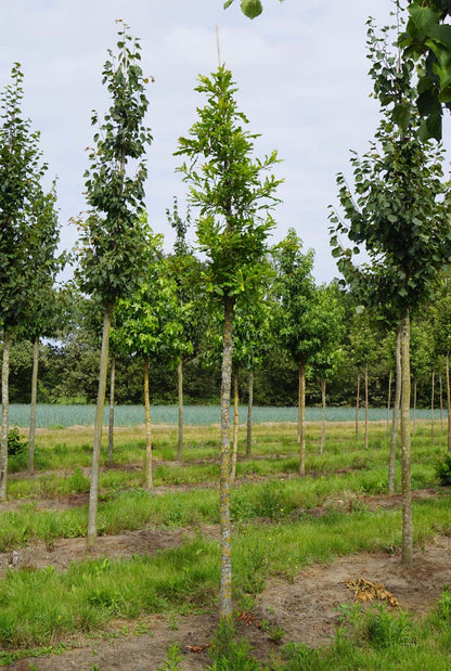 Quercus lyrata op stam