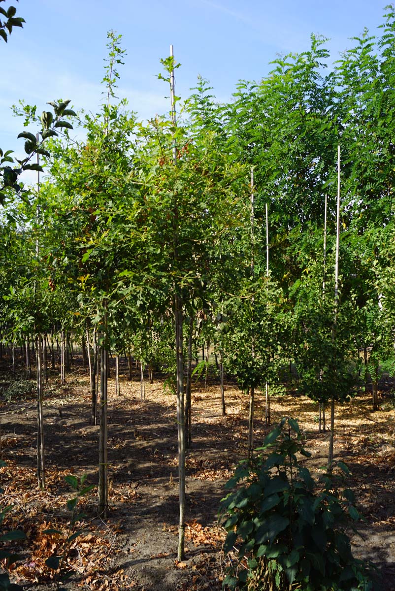 Quercus lyrata op stam