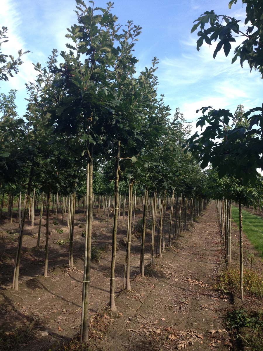 Quercus 'Macon' op stam