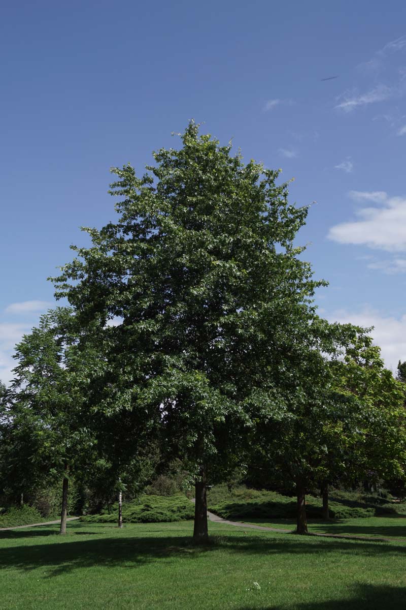 Quercus palustris solitair solitair