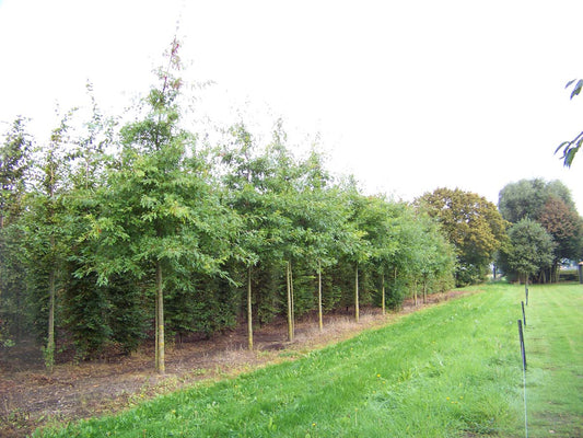 Quercus palustris op stam op stam