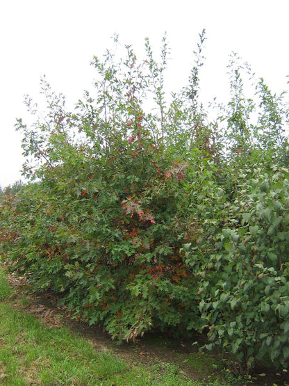 Quercus palustris meerstammig / struik meerstammig