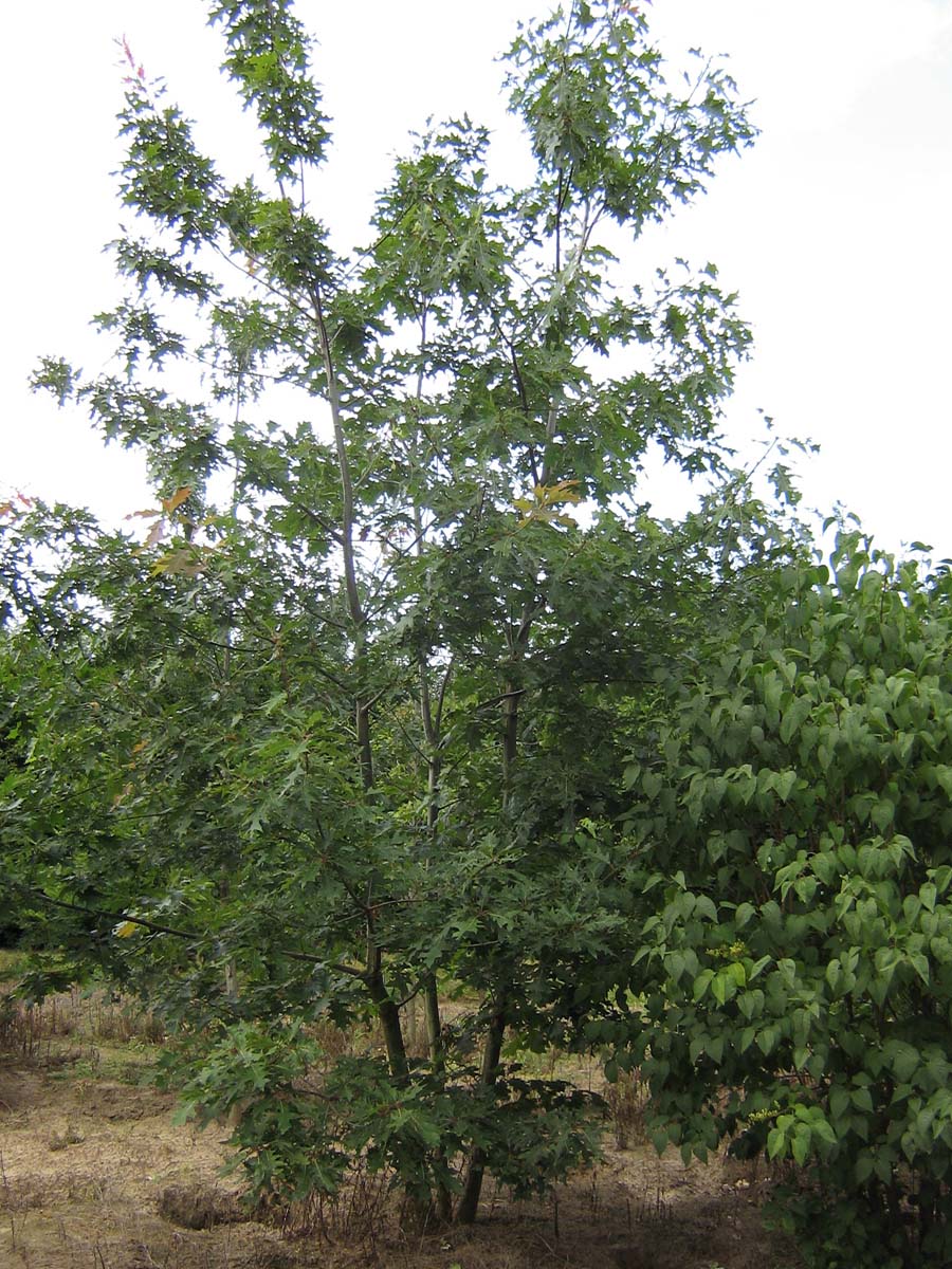 Quercus palustris meerstammig / struik meerstammig