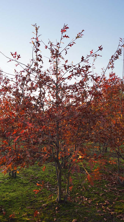 Quercus palustris meerstammig / struik meerstammig