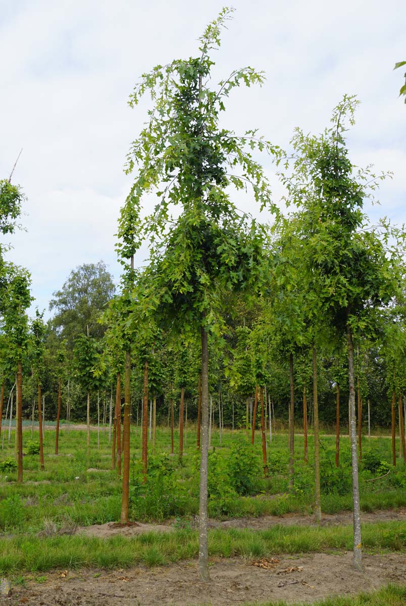 Quercus palustris 'Silhouette' op stam